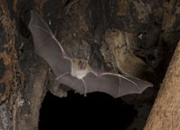 bat